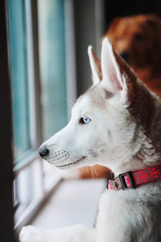 Best Husky Collars