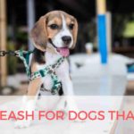 Best Leash For Dogs That Pull