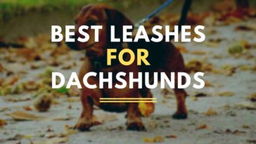 Best Leashes For Dachshunds