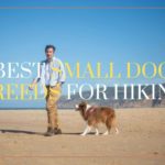 Best Small Dog Breeds For Hiking