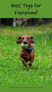 Best Toys For Dachshunds