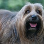 Brushes for Dogs with Long Hair