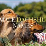 Female Dachshund Names