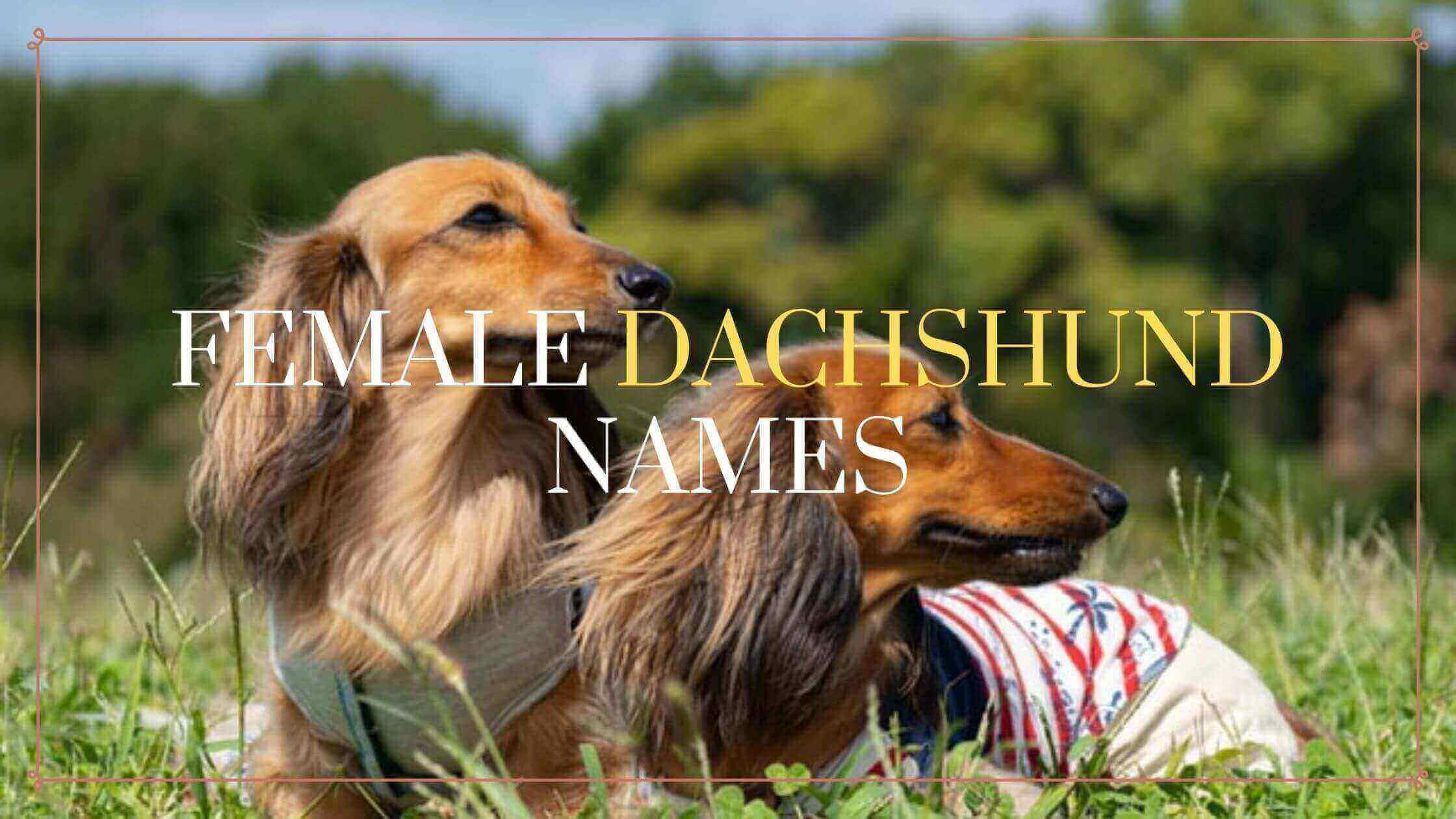 220 Best Female Dachshund Names - Our Complete Guide in 2023