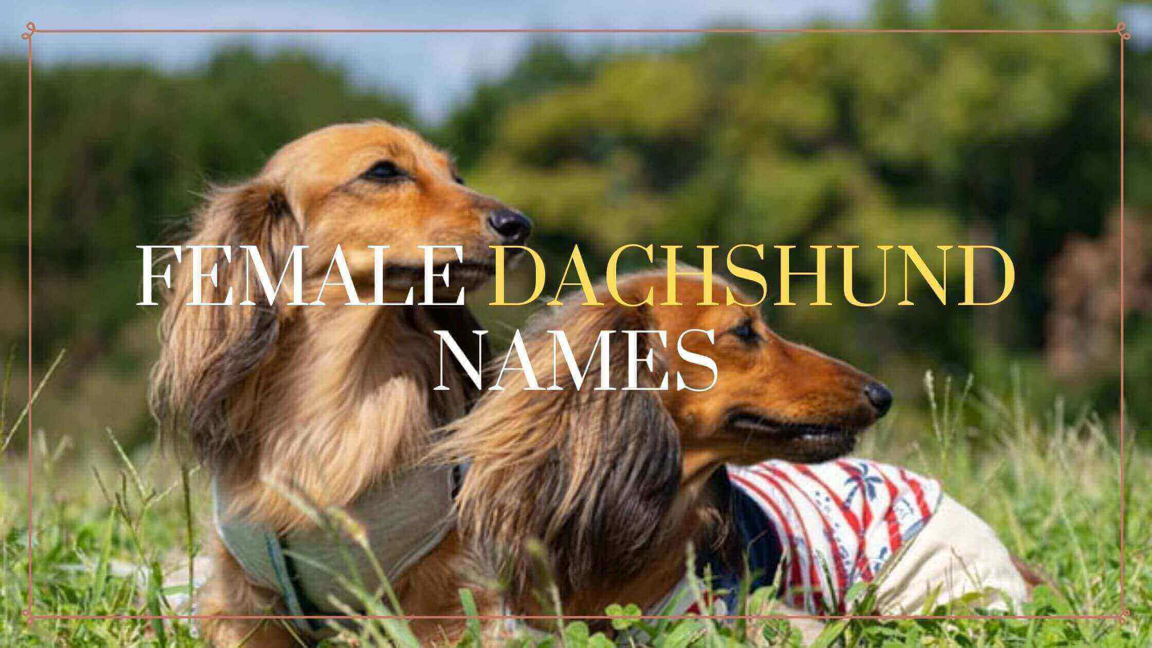 220 Best Female Dachshund Names - Our Complete Guide in 2023 220 Best Female Dachshund Names - Our Complete Guide in 2023