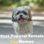 Female Shih Tzu Names
