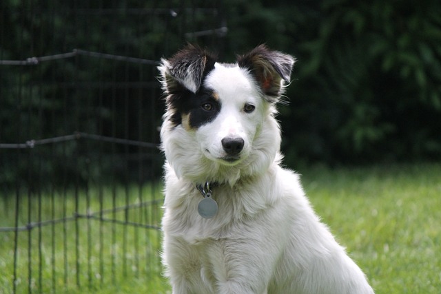 How to choose the best dog collars for Border Collies