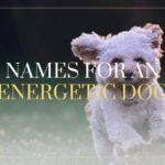 name for energetic dog