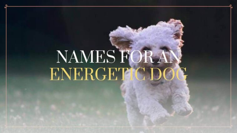 name for energetic dog