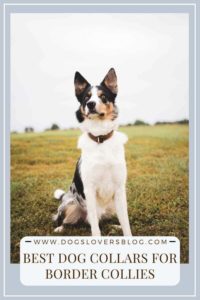 The Best Dog Collars For Border Collies