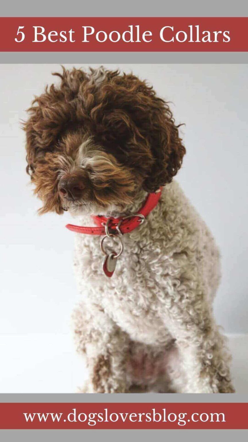 5 Best Poodle Collars 2022 ( Top 5 Reviewed )