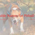 Top Names for Pitbull Dogs