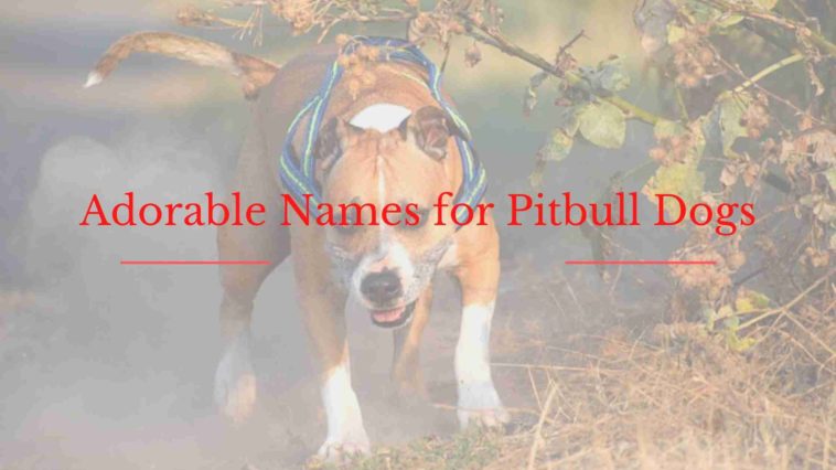 Top Names for Pitbull Dogs