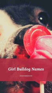 best Girl Bulldog Names