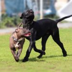 best collars for cane corso