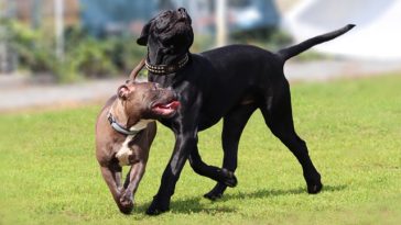 best collars for cane corso