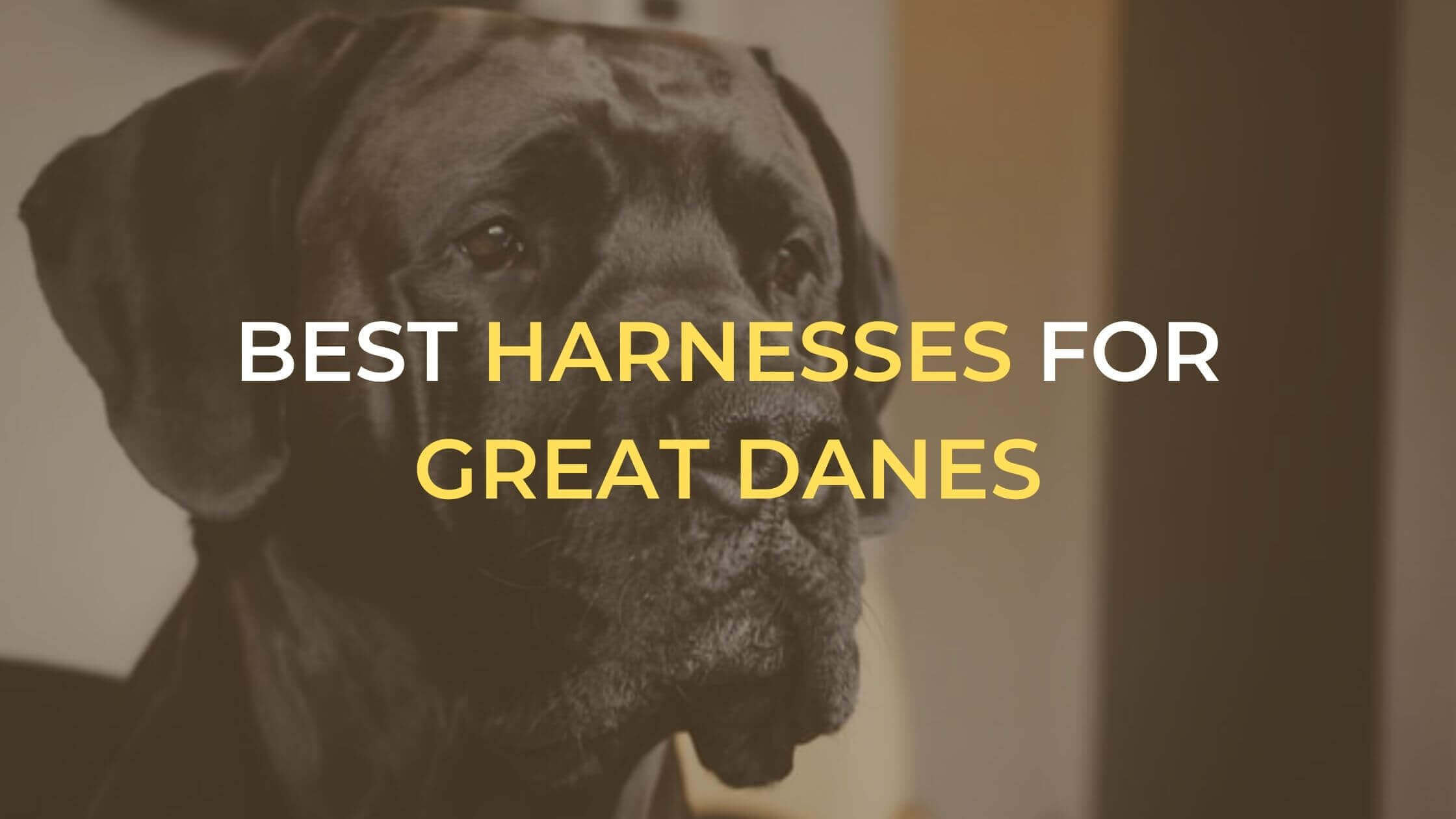 best harnesses for Great Danes