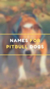 names for pitbull dogs