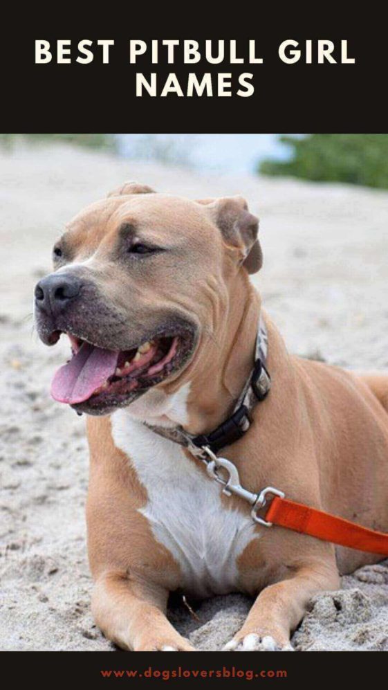 The 200 Most Popular Pitbull Girl Names Unique and Cute Ideas to Choose From