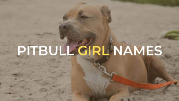 pitbull girl names