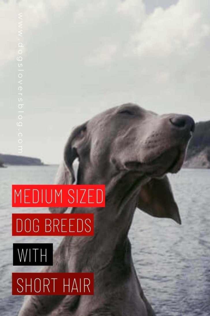 Best 15 Medium Sized Dog Breeds With Short Hair (With Pictures)