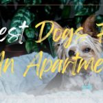 Best Dogs For An Apartment