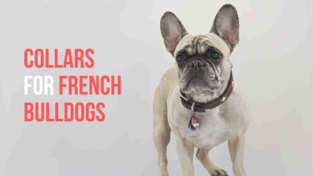 The 5 Best Dog Collars For French Bulldogs in 2023 ( Top 5 Reviewed )