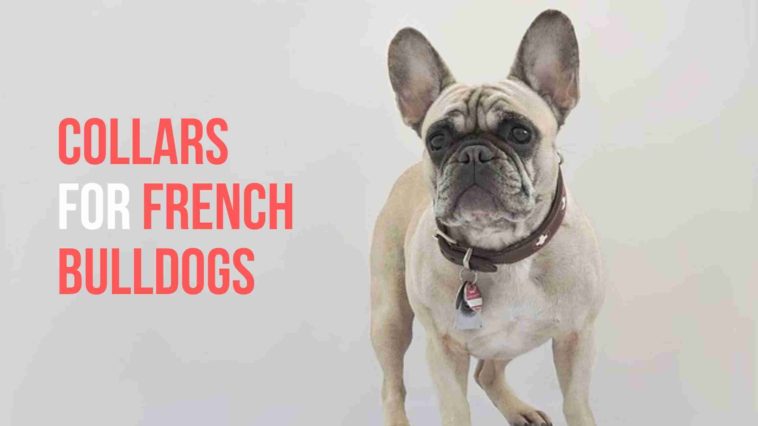 Collars For French Bulldogs
