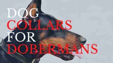 Dog Collars for Dobermans