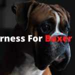 Harness for boxer dog