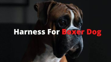 Harness for boxer dog