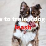 How to train a dog off-leash