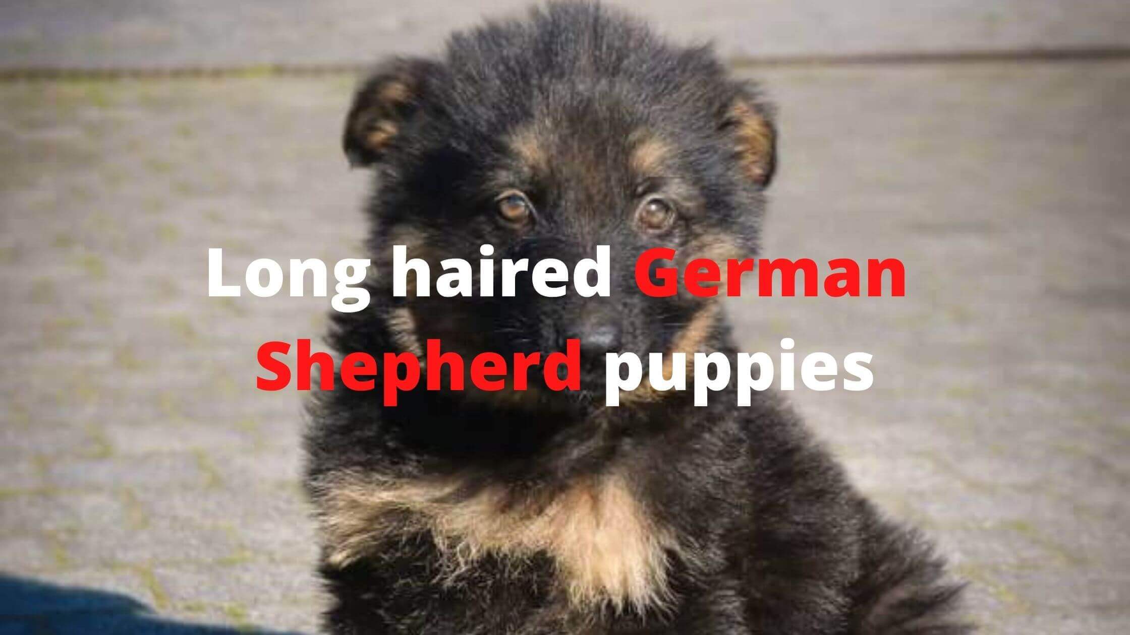 Long Haired Black German Shepherd - All You Need To Know 2023 Long Haired Black German Shepherd - All You Need To Know 2023