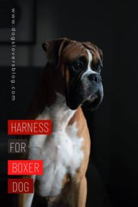 Top 6 Harness for boxer dog