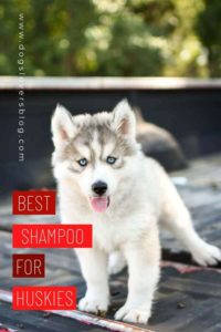 10 best shampoo for huskies