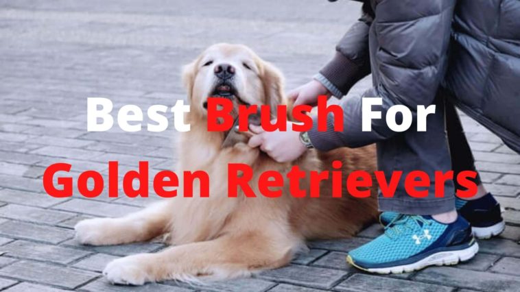 best brush for golden retrievers