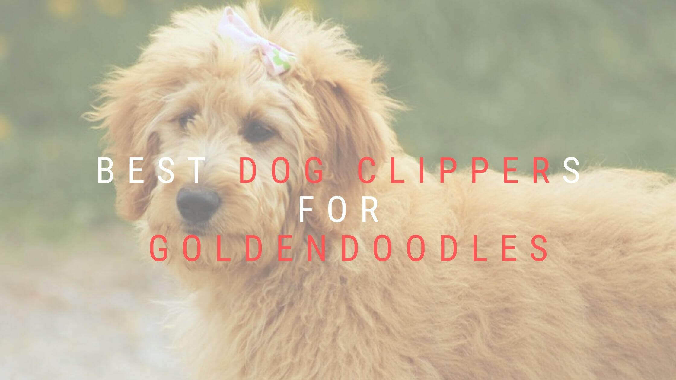 5 Best Dog Clippers For Goldendoodles in 2023 Ratings & Reviews