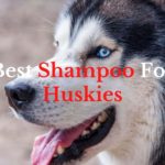best shampoo for huskies