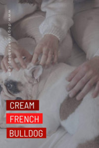 THE cream french bulldog
