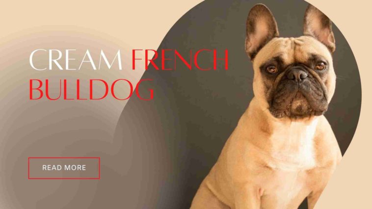 cream french bulldog