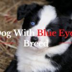 dog with blue eyes breed