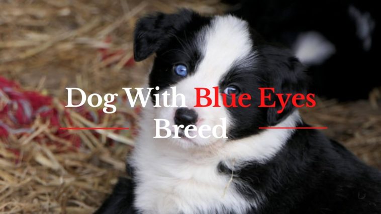 dog with blue eyes breed