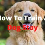 how to train a dog stay