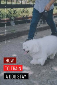 how to train a dog stay 2022