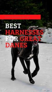 best top harnesses for Great Danes for Great Danes