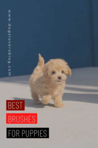 10 Best Brushes for Puppies