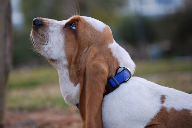 10 Best Harnesses For Basset Hounds Comfort & Style for Every Walk