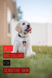 10 Best dog collars for sensitive skin