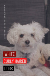 10 White curly haired dogs
