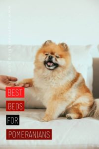 10 best beds for pomeranians